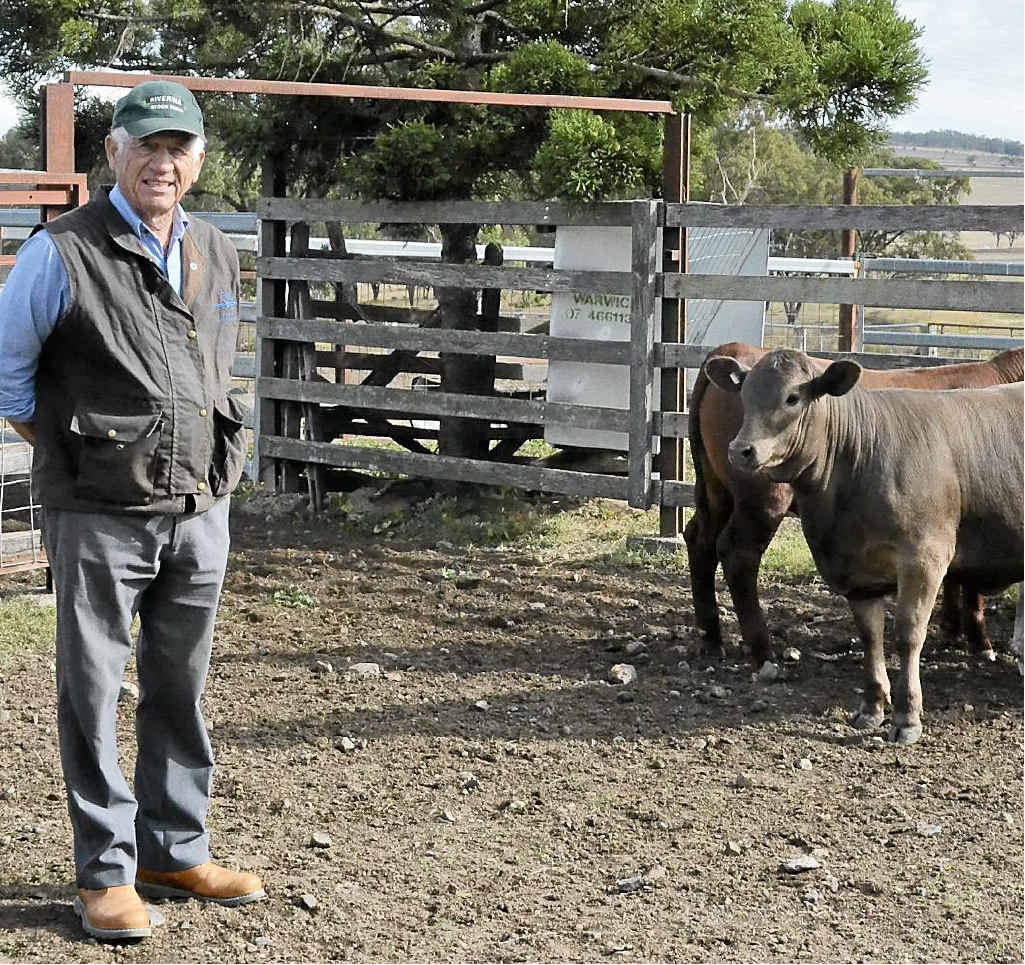THE ASSESSOR: Yangan Senepol breeder John Brandon from Boomerang Park checks out Angus Lane’s progeny. THE ASSESSOR: Yangan Senepol breeder John Brandon from Boomerang Park checks out Angus Lane’s progeny.